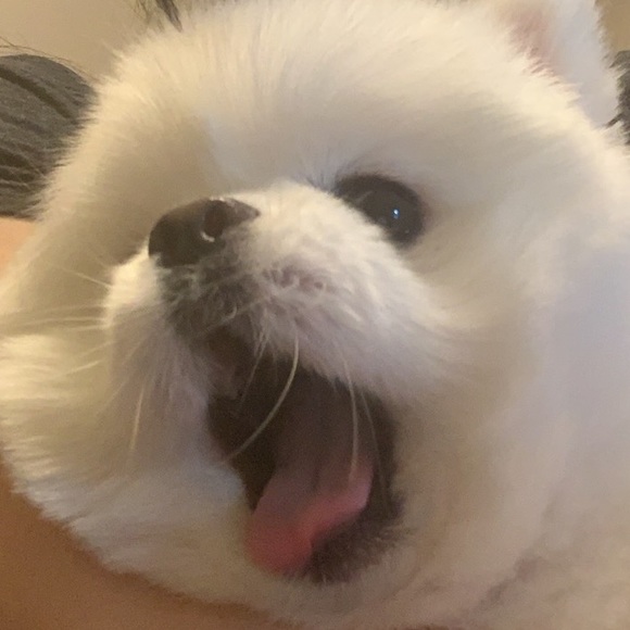 Meet your Posher, Yy - Picture 1 of 1